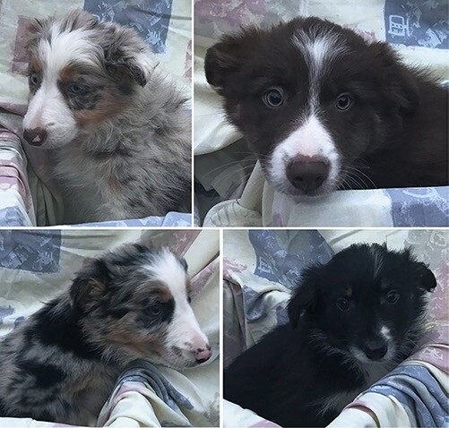 rough border collie puppies